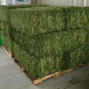 Alfalfa hay