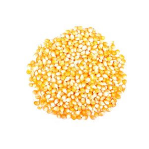 White and Yellow corn