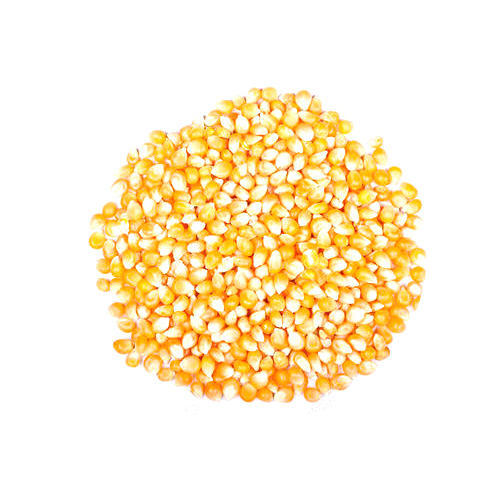 White and Yellow corn